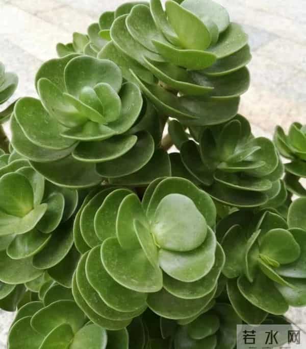 这7种花旱不死，冬天却一冻就死！低于5℃赶紧搬进屋，慢了收空盆