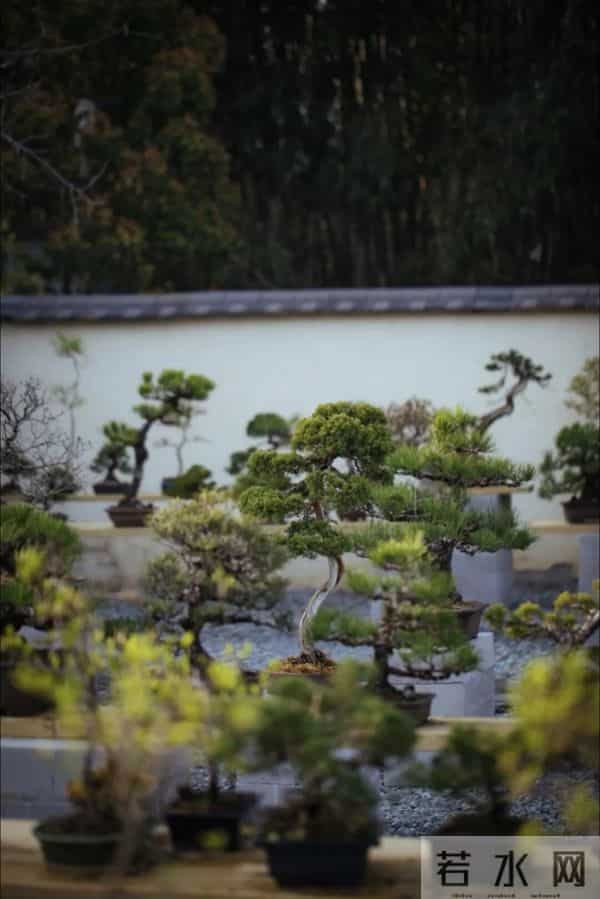 逛盆景展，赏东方美学！中国盆景有多牛？看懂盆景，审美瞬间升级