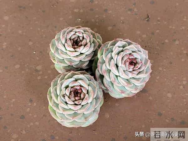 又到一箱多肉，先记录一下名字