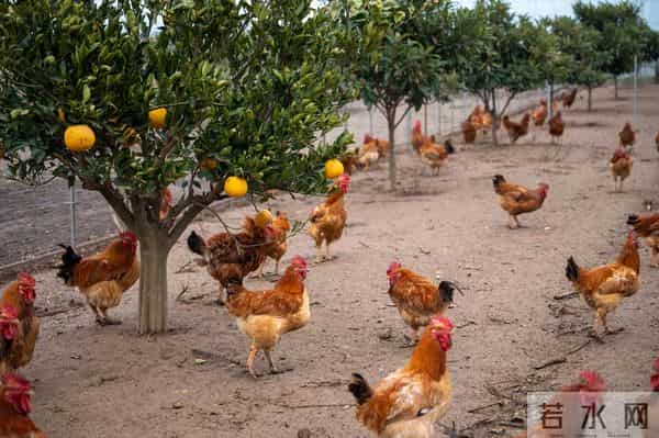 医生提醒:两种禽类容易导致孩子白血病,妈妈们购买时警惕
