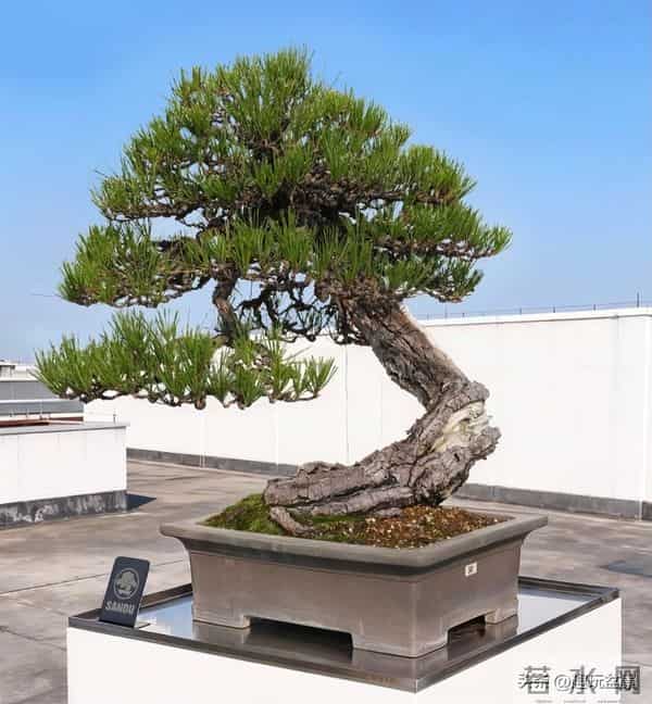 玩盆景，这几种树“至少要玩上一盆”！行家眼里的“硬通货”。
