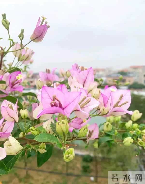 三角梅冬季冒花苞？踩中这两个雷，花苞全掉光