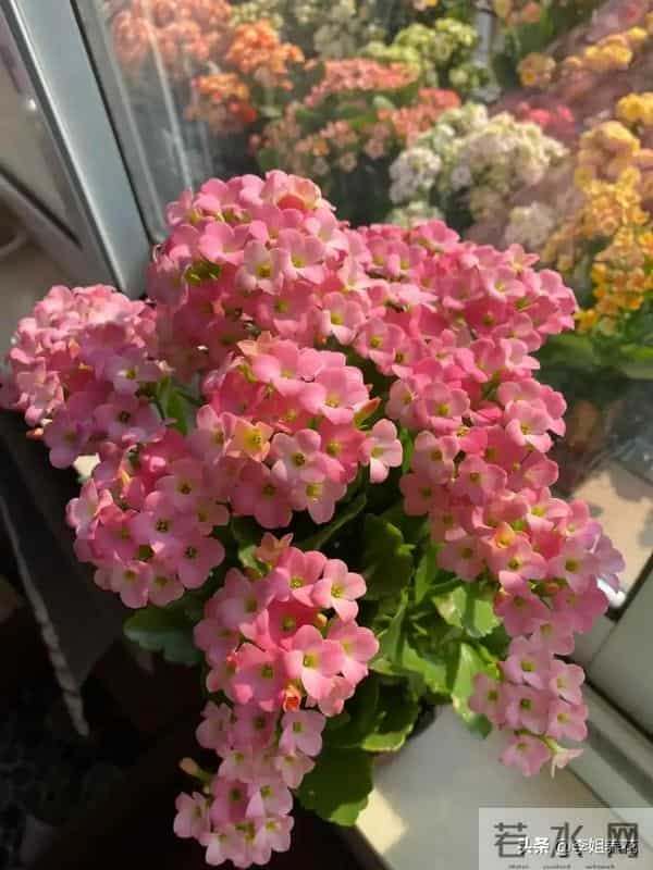 南京一大姐"太会养长寿花"走红,盆盆开成"大花球"秘诀全在这