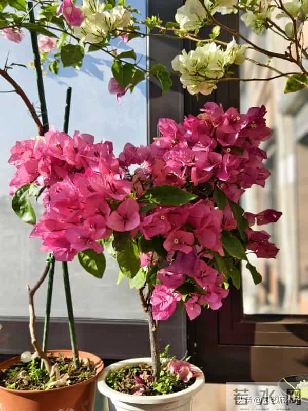 冬季三角梅掉花又浅色？暖气房做好 3 点，花苞艳压室外，新手也会