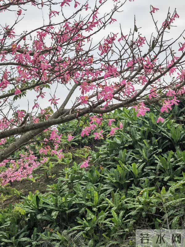 花开烂漫尽情艳