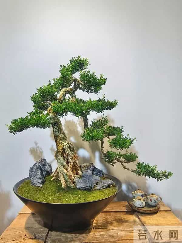 黄杨盆景：3种常见品种，哪种好养一看就懂！