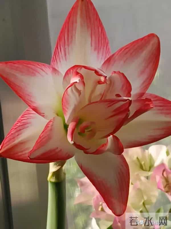 六路奔向寒冬来，一齐走过鲜花开，朱顶红的安全越冬对策