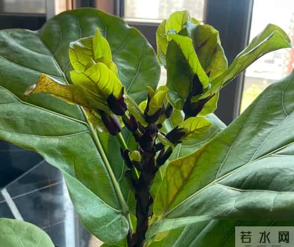 这5种花千万别长太高！拦腰剪一刀，分枝爆盆，越养越值钱