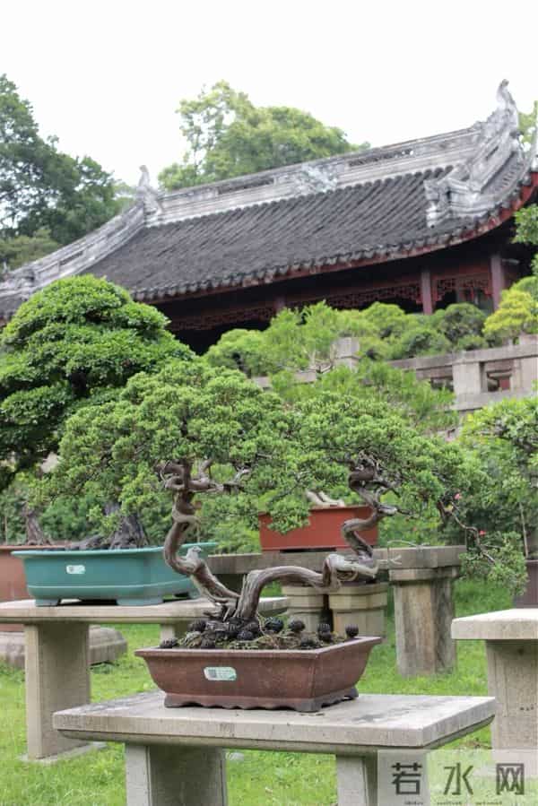 逛盆景展，赏东方美学！中国盆景有多牛？看懂盆景，审美瞬间升级