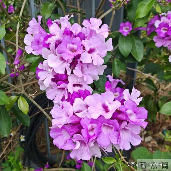 分享图片～鲜艳夺目，五光十色的蒜香藤《上汽》