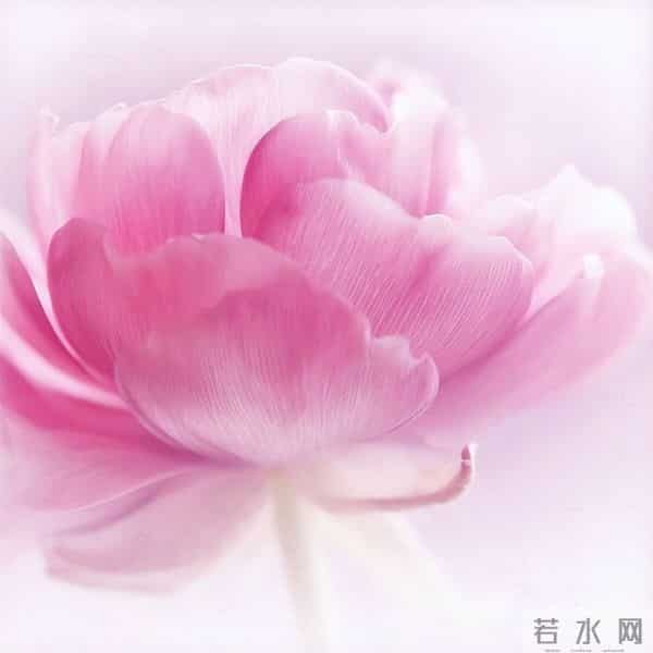 芍药:在岁月里,留下一抹温柔的印记