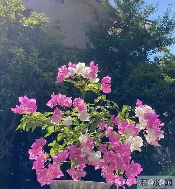 这5种花不要“换大盆”，小盆“憋着养”，疯狂冒花苞