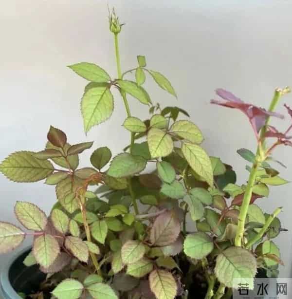 冬天养花别乱浇!这6种花“旱不死”一冬天不浇水也活新手闭眼养