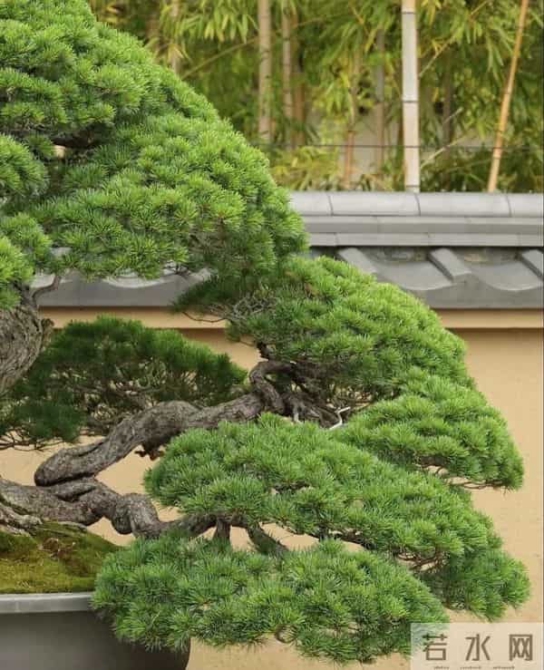 逛盆景展，赏东方美学！中国盆景有多牛？看懂盆景，审美瞬间升级
