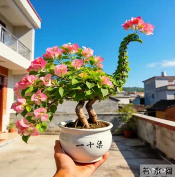 大爷的三角梅，愣是剪成了“艺术品”！开花那一刻美疯了