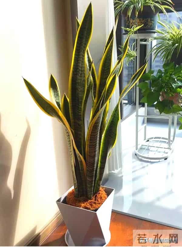 天冷了，10种花要“干养”，水多易冻伤，水少根更壮