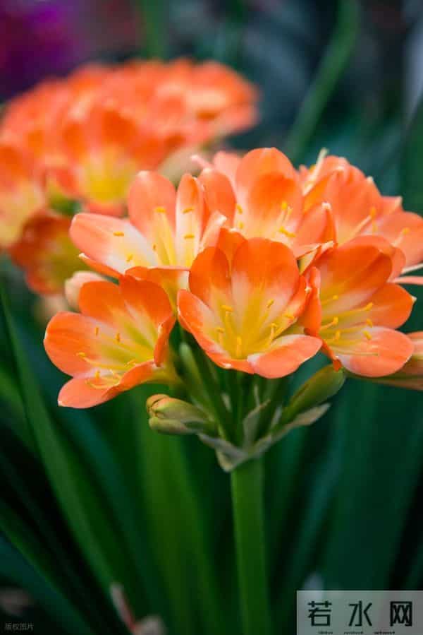 冬天君子兰别乱换盆!做好3点,叶片油亮花箭多