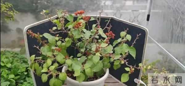 三角梅过冬增温不用愁！ 3种增温小能手，省钱又好用