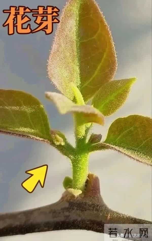 三角梅想全年开花？掌握 3 关键 + 日常 5 技巧，全年爆盆不歇气