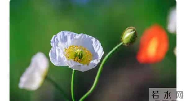 柳玉真握着手机,指尖微微发凉。茶室里的冷气似乎开得太足了,…