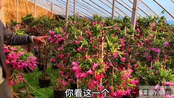 蟹爪兰有5个＂小脾气＂，顺着它。春节开满＂红灯笼＂超喜人！