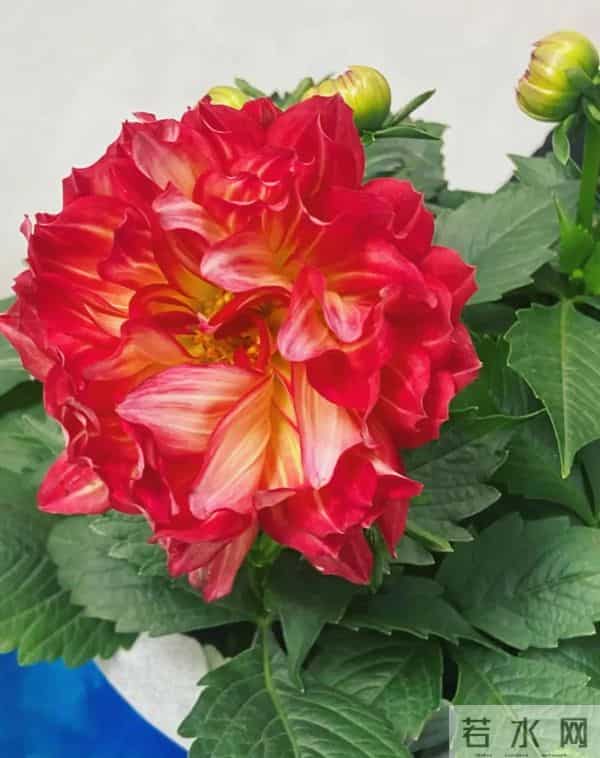 比脸大的“吉祥花”,竟然是“红薯块”长出来的!