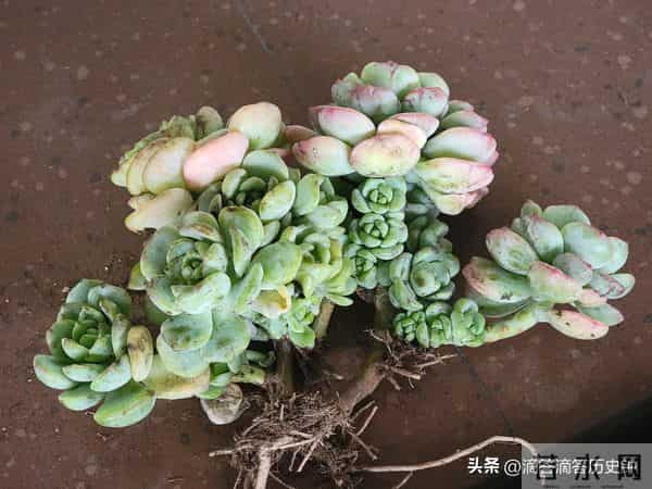 又到一箱多肉,先记录一下名字