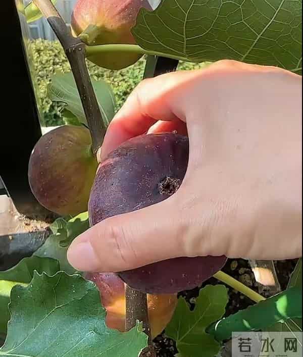 无敌了!女孩“矿泉水瓶种无花果”,结了几十个果子,软糯可口~