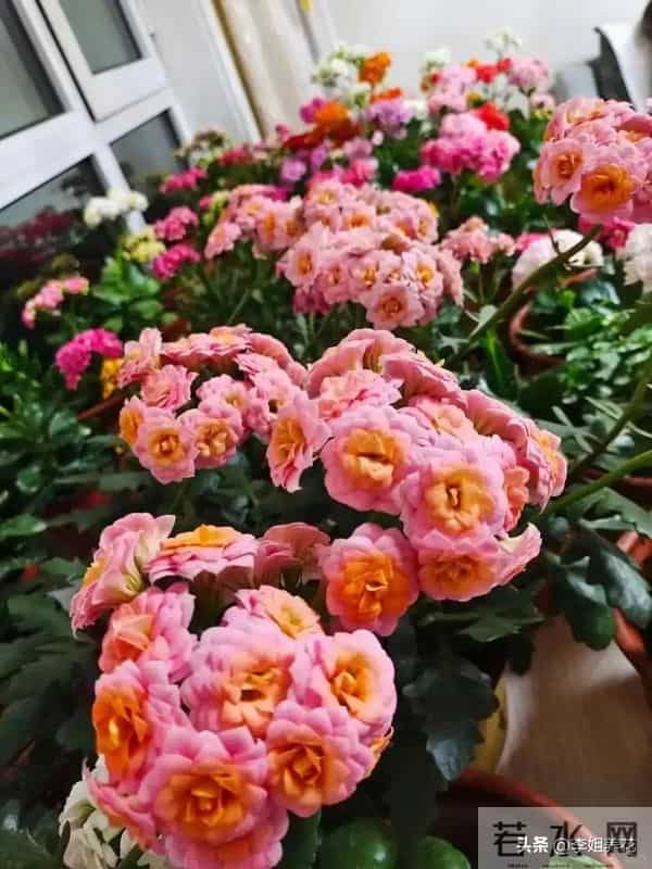 南京一大姐"太会养长寿花"走红,盆盆开成"大花球"秘诀全在这