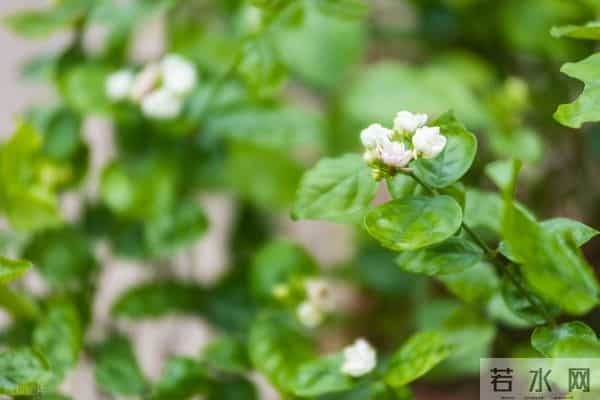 茉莉花冬天疯狂掉叶？做好这4点，来年开花爆满盆！