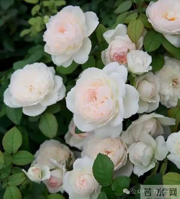 12月养花别乱浇水！这5种花草一浇就烂根，赶紧断水保命