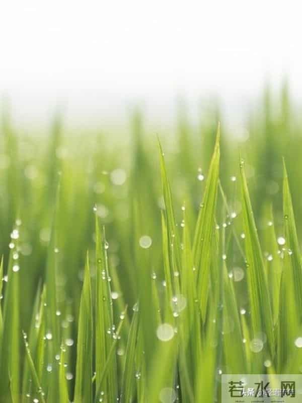 家里有这5样东西，恭喜你，福气就要来了！(看到就有福)