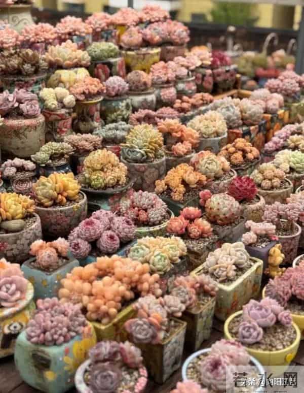 昆明的冬季,多肉状态拉满,超级漂亮,比补光灯养的还好!