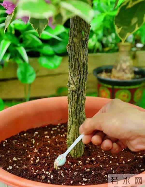 新手必看！三角梅施肥“安全手册”，避开3个坑，花开不断