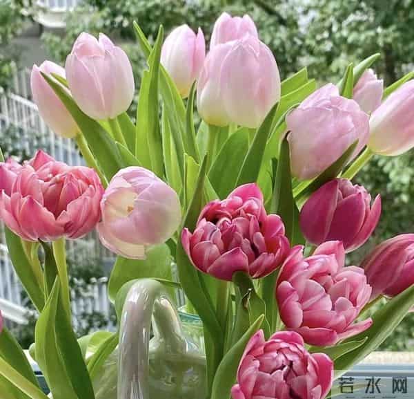 冬天养花别乱浇!这6种花“旱不死”一冬天不浇水也活新手闭眼养