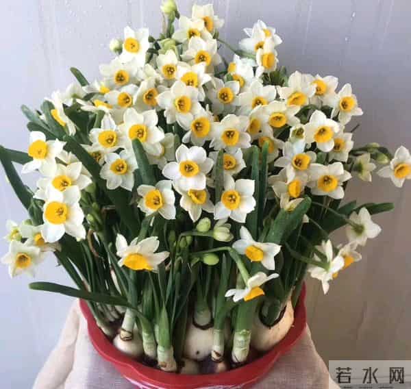 12月入手8款年宵花！摆家里年味拉满，新年日子红红火火