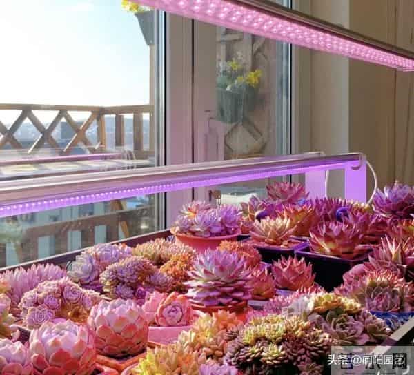 小区里奇怪的灯光，不要惊奇，实际是养多肉的，灯光色太突兀