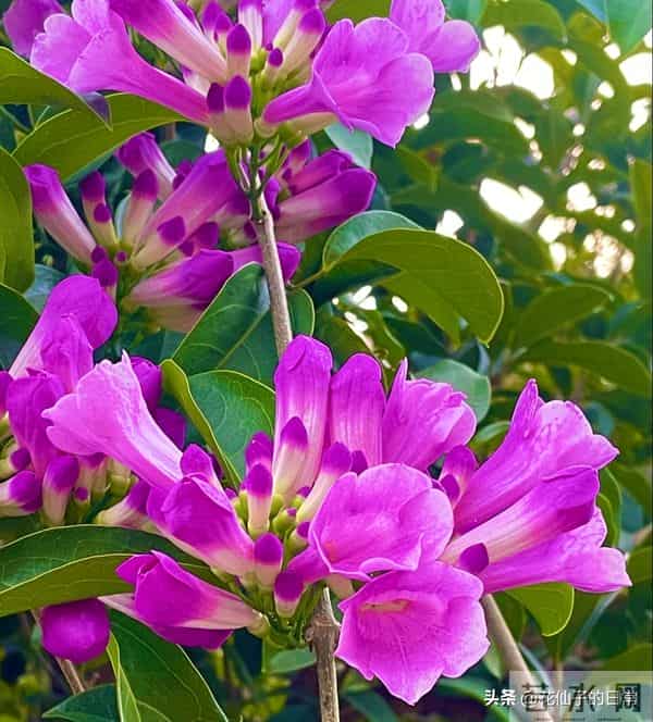 分享图片～鲜艳夺目，五光十色的蒜香藤《上汽》