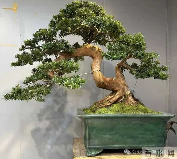 路边不要“钱”的种子捡1颗放盆里长成“镇宅之树”，能卖很多钱