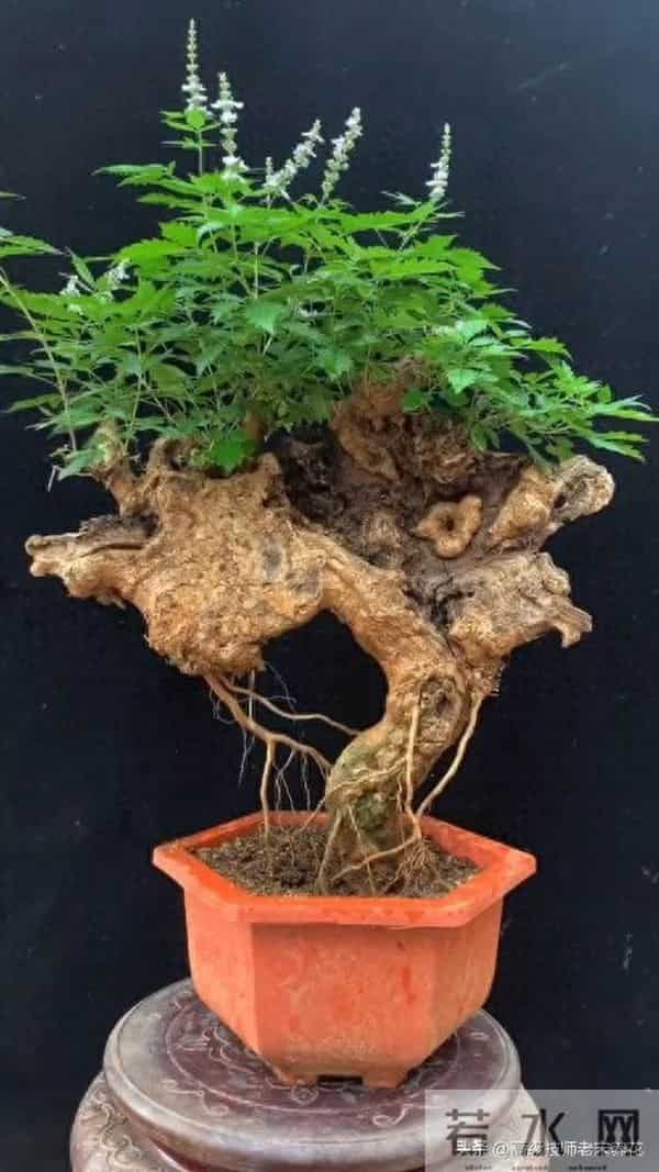 黄荆冬季室外越冬指南：耐寒力与科学防护的平衡