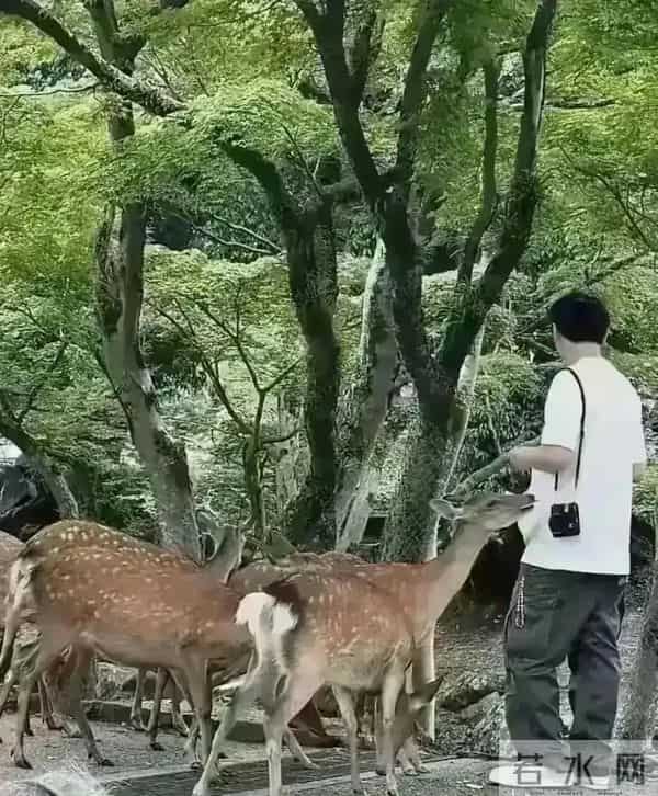 王思聪带着懒懒去喂鹿，懒懒真的好漂亮，但是少了点活力同框温馨