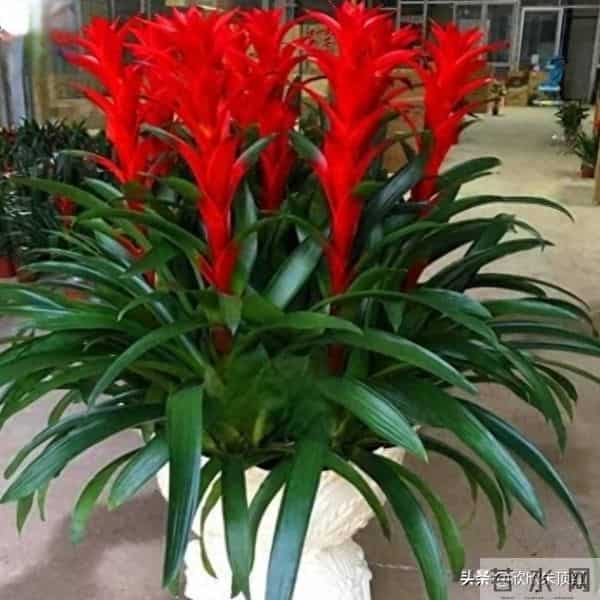 这十种年宵花，花色美，寓意好，富贵吉祥 ，好运连连