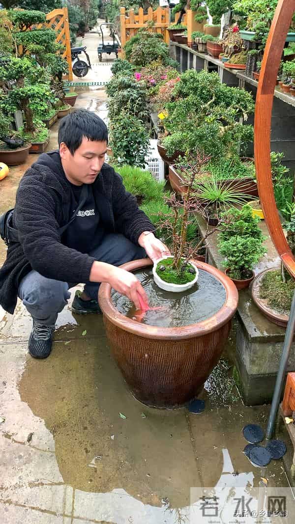 冬季养花如何浇水，掌握这五个判断方法，是来年春天不死的关键