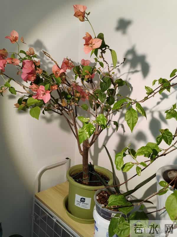 冬季三角梅掉花又浅色？暖气房做好 3 点，花苞艳压室外，新手也会