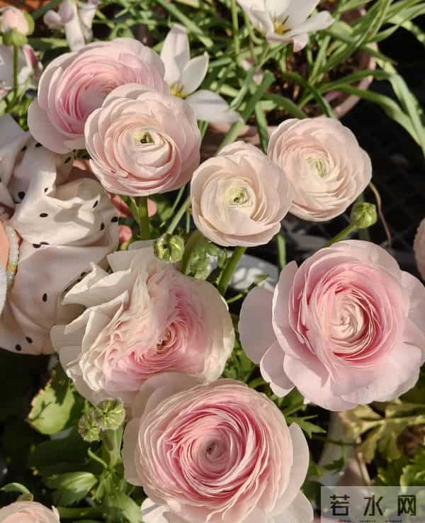 江苏一姐姐，盆栽“洋牡丹太美了”仙气十足：好靓！如何养爆？