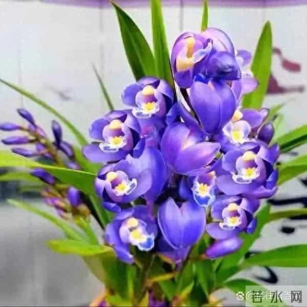 紫罗兰、勿忘我、丁香，3种香花美人，开花自带香，种一次香满屋