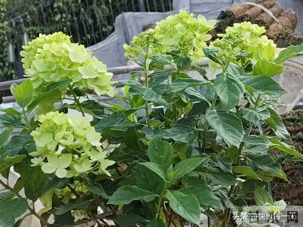 这样的水果不能吃，我同事，被芒果，干进了医院