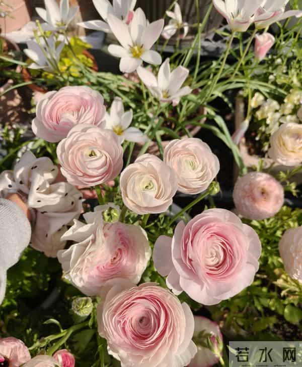 江苏一姐姐，盆栽“洋牡丹太美了”仙气十足：好靓！如何养爆？