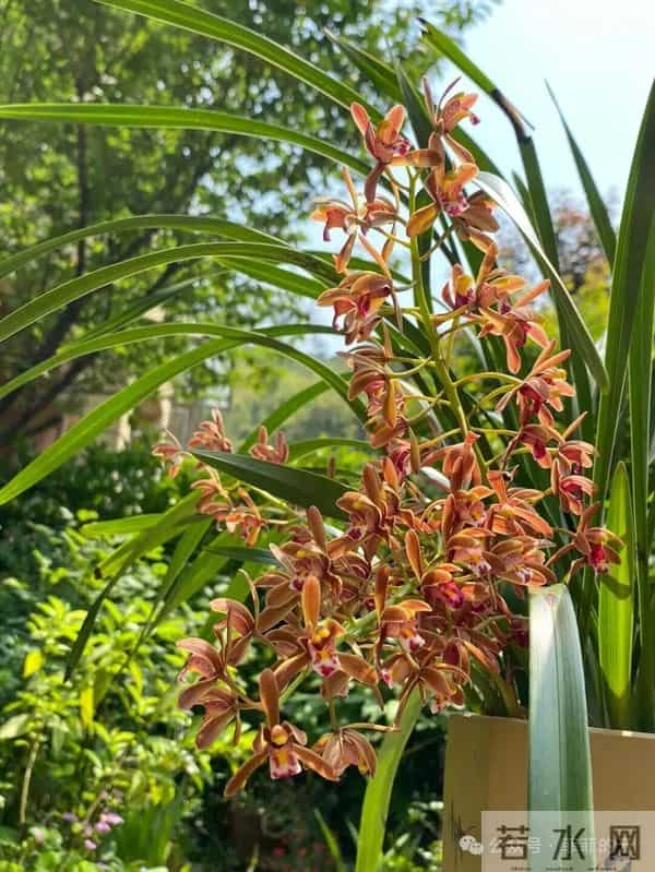 挑不出短板的热门兰,开花像小蜜蜂,耐阴皮实,北方户外也能过冬