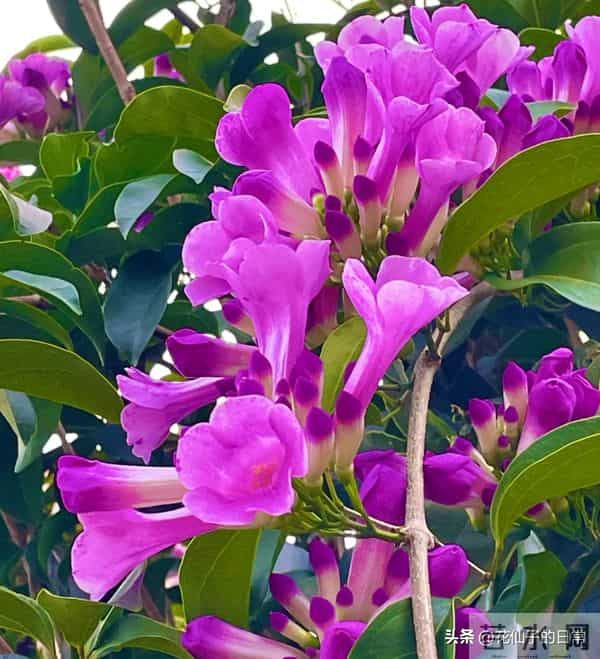 分享图片～鲜艳夺目，五光十色的蒜香藤《上汽》